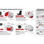 Comment la musique stimule certaines zones du cerveau et favorise la plasticité cérébrale